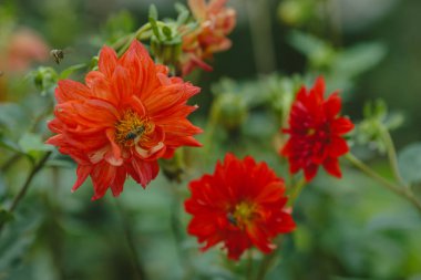 Arılar canlı turuncu yıldız çiçeklerini döller, sonbahar mevsiminde nektar toplarlar. Doğanın yoğun böcekleri iş başında