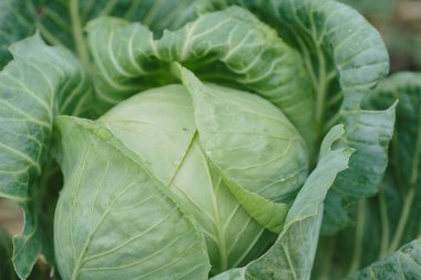 Taze organik lahana bitkisi sağlıklı yeşil yapraklar gösteriyor. Sağlıklı beslenme ve tarım için çiğ sebze yetiştiriyorum.