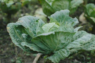 Yeşil lahana, sonbahar mevsiminde yapraklarında su damlacıkları olan organik bir bahçede yetişiyor.