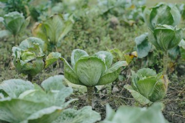 Açık bir bahçede olgunlaşan lahana bitkileri, sonbahar mevsiminde hasat için hazır taze yeşil yaprakları gösteriyor.