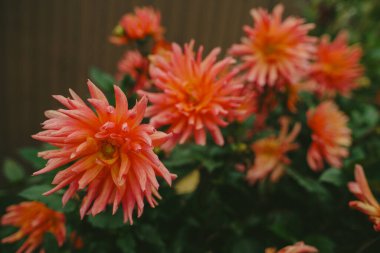 Turuncu yıldız çiçekleri yeşil yapraklara karşı canlı renk patlamaları yaratıyor. Yaz sonu ve sonbahar çiçekleri sergileniyor.