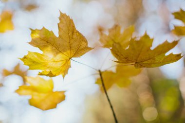 Sarı akçaağaç yaprakları sonbaharda çok güzel doğal bir arka plan oluşturuyor. Değişen mevsime odaklanıyoruz.