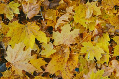 Altın akçaağaç yaprakları canlı bir sonbahar arkaplanı oluşturuyor. Mevsimin güzel renklerini ve doğal desenlerini yakalıyorum.