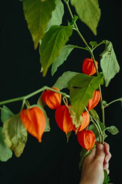 Koyu bir arka planda yeşil yapraklı canlı bir portakal dalını tutan el, sonbahar hasadını kutluyor.