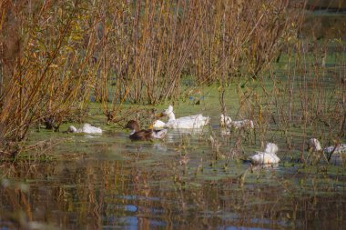 Beyaz ve kahverengi tipleri de içeren bir grup ördek, yeşil yosunlar ve çıplak söğüt dallarıyla sakin bir gölette yüzüyorlar.