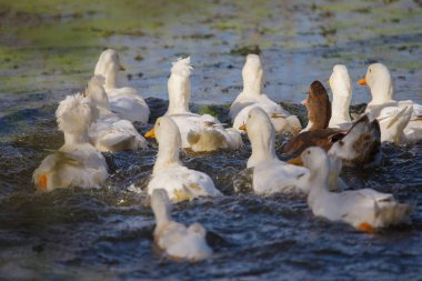 Bir grup yerli beyaz ve kahverengi ördek bulanık yeşil suda birlikte yüzerek dalgalanma ve hareket yaratır.
