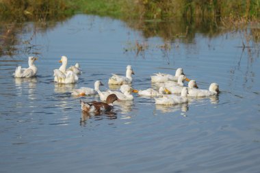 Güneşli bir günde sakin bataklık sularında yüzen yerli ördekler. Çiftlik hayvanları ve doğa kavramına odaklanalım.