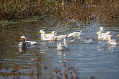 Evcil beyaz ördekler, güneşli sazlık bir gölde yüzüyor, dalıyor ve sıçrıyor. İlkbahar kırsalında dalgalanmalar ve yansımalar yaratıyor.