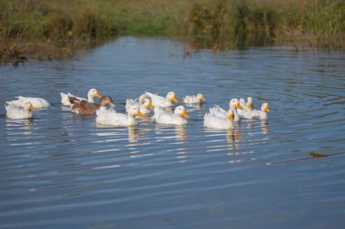Sakin bir gölette ya da gölde huzur içinde yüzen yerel ördekler. Bir grup su kuşu doğal yaşam alanlarının tadını çıkarıyorlar.
