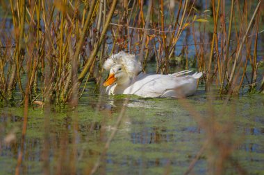 Beyaz yerli ibikli ördek, güneşli bir günde uzun sazlıklar ve su bitkileriyle çevrili yeşil bir gölette yüzüyor.