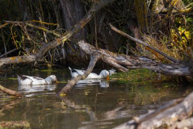 Ördekler güneşli bir günde birbirine dolanmış ağaç kökleri ve düşen dallarla çevrili doğal bir havuzda yüzer ve beslenirler.