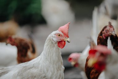 Beyaz tavuk çiftlikte ileriye bakıyor, diğer odakları olmayan tavuklarla çevrili, kümes hayvanlarını gösteriyor.