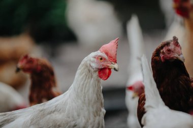 Çiftlikteki diğer kümes hayvanları arasında duran kırmızı taraklı beyaz tavuk, tarımı ve organik gıdayı temsil ediyor.
