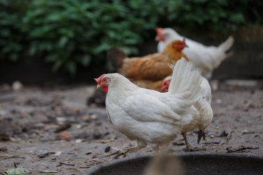 Çiftlik tavukları ve horozlar, kırsal bir kümes hayvanları çiftliğinde, doğal kır manzarasında, tozlu topraklarda gezip tozuyorlar.