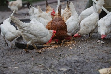 Beyaz ve kahverengi tavuklar da dahil olmak üzere bir grup evcil tavuk kırsal alanda çamurlu zeminde dağınık tahıl yiyorlar.