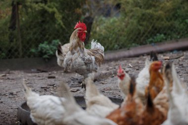 Horoz diğer tavukların kırsal bir çiftlik ortamında toprak yiyiciden beslendiğini gözlemliyor ve kümes hayvanlarını betimliyor.