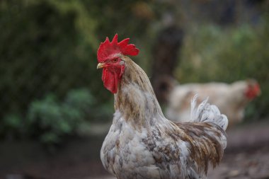 Canlı kırmızı tarak ve gerdanlı horoz bir çiftlikte ayakta uyarı, profil kahverengi beyaz tüylü arkasında bulanık tavuk