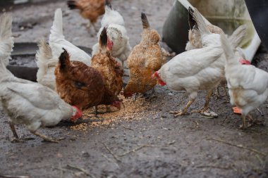 Tavuklar topraktaki dağınık tahılları yiyerek çiftlik hayvanlarını besleme ve kümes hayvanlarını besleme sahnesi yaratıyorlar.