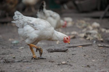 Beyaz tavuk kuru toprağı gagalıyor, kırsal alanda yiyecek arıyor, doğal kümes hayvanı davranışlarını gösteriyor.