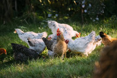 Gün batımında yeşil çimlerle beslenen serbest çiftlik tavukları organik çiftçiliği ve sağlıklı yaşamı temsil ediyor.