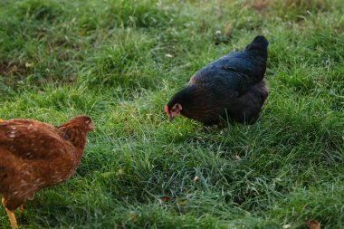 Serbest tarım tavukları güneşli bir çiftlikte taze çimlerle huzur içinde beslenerek organik tarım ve doğal yaşamı sembolize ediyor.