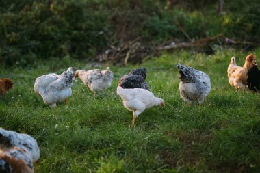 Bir grup evcil tavuk verimli bir kırsal alanda özgürce dolaşır ve yiyecek için gagalarlar, doğal tarım uygulamalarını somutlaştırırlar.