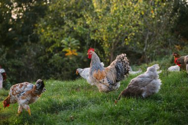Serbest tarım horozu ve tavuklar yemyeşil otlakları besliyor ve gagalıyor güneşli kırsal alanda, canlı ve doğal bir çiftlik ortamında.