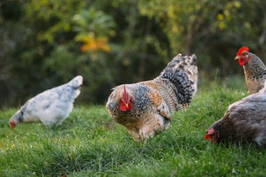 Açık havada, sürdürülebilir bir çiftlik ortamında otlayan serbest çiftçi tavuklar. Horoz ve çeşitli tavuklar yiyecek arıyor.