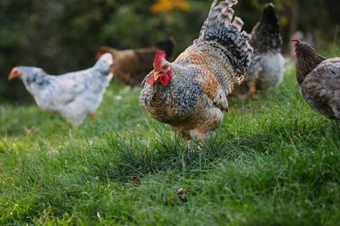 Horoz arka planda tavukları ile güneşli yeşil bir alanda duruyor, çiftçiliği, çiftlik hayvanlarını ve organik serbest yaşam koşullarını temsil ediyor.