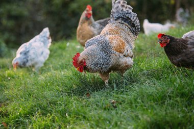 Taze yeşil çimlerde yiyecek arayan horoz ve tavuklar doğal çiftlik hayvanlarını sergiliyorlar.