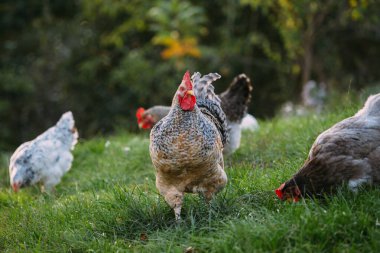 Canlı yeşil bir çayırda yürüyen ve otlayan tavuklar gün ışığında doğal çiftlik ortamının tadını çıkarıyorlar.