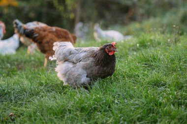 Gri ve koyu kahverengi tüylü çiftlik tavuğu sağlıklı, aktif bir açık havada yaşıyor, taze yeşil otlağı keşfediyor.
