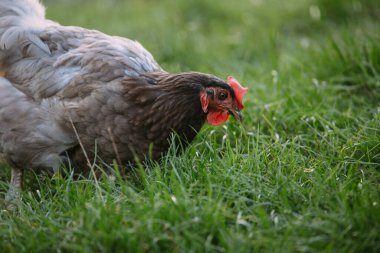Tavuk tavuğu taze yeşil çimenleri gagalıyor, organik tarım ve sağlıklı gıda üretimi için serbest tarım gösteriyor.
