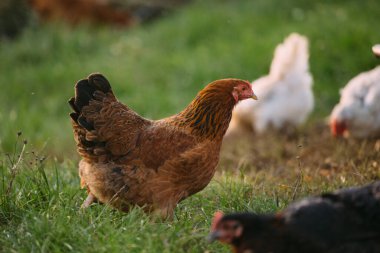 Kahverengi tavuk organik bir çiftlikte özgürce yürüyor. Doğal çevre ve hayvan refahı odaklı. Sağlıklı çiftlik hayvanları üretimi