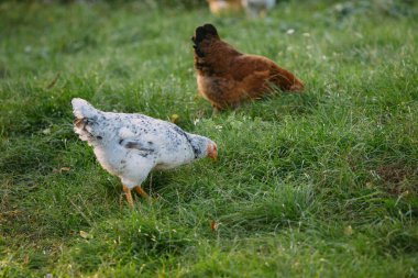 Kırsal alanda doğal yeşil çimen arayan serbest çiftçi tavuklar, organik çiftçiliği ve sağlıklı yaşamı temsil ediyor.