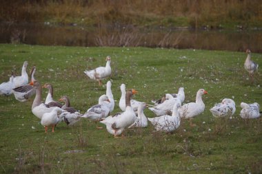 Evcil kaz nüfusu otluyor ve kırsal yeşil bir alanda duruyor tüyleri dağınık, kırsal bir göletin yakınında.