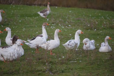 Kaz sürüsü otlak bir alanda ayakta ve boş boş oturuyor, tüyler etrafa saçılmış, ev hayatını ve çiftçiliği sembolize ediyor