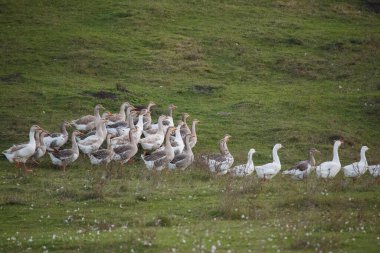 Beyaz ve gri tüylü evcil kazlar yemyeşil bir çayırda birlikte otlayıp hayvan çiftliği yaşamını gösteriyorlar.