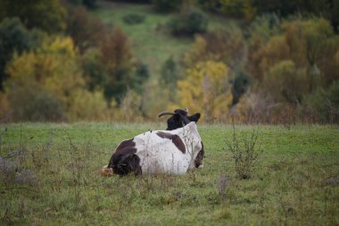 Beyaz ve kahverengi paltolu evcil inek sakin çayırlarda dinleniyor, arka planda canlı bir sonbahar ormanı