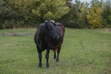 Arka planda ağaçlarla yeşil bir alanda otlayan siyah evcil inek, çiftlik hayvanlarını ve tarımı temsil ediyor.