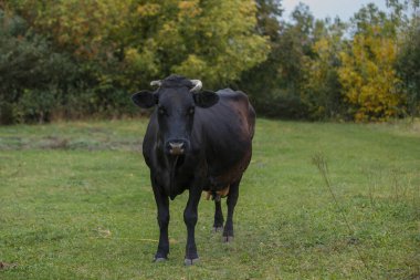 Tarlada taze yeşil çimlerde otlayan siyah evcil inek, tarım ve tarım için süt sağlıyor