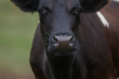 Siyah ve beyaz inek yüz yüze, belirgin burun ve bıyıklarına odaklanıyor, yeşil çayırlarda duruyor.