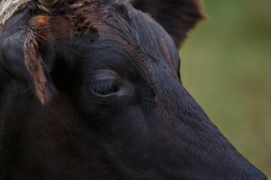 Koyu kahverengi inek kafası, kapalı göz ve kısa kürkle sığır anatomisini ve çiftlik hayvanlarının detaylarını betimliyor.