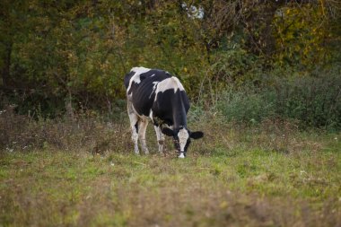Gündüz vakti, kırsal bir alanda taze yeşil çimlerle beslenen genç bir Holmes yavrusu.