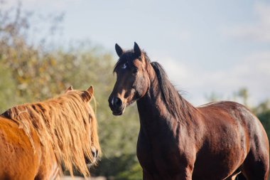 Two horses with different coats engaging in a natural outdoor environment, showcasing companionship and connection