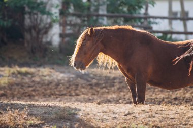 At, akşam ışığında dışarıda duruyor. Mane parıldıyor, güçlü bir siluet etkisi yaratıyor. Çiftlik hayvanı ve binicilik teması