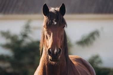 Alnında beyaz bir alevle dikkatle bakan kahverengi at. At portresi, yüzüne ve ifadesine odaklanmış.