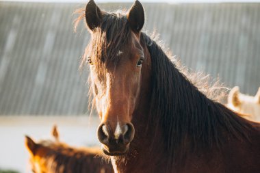 Kahverengi at sıcak güneş ışığında duruyor, yüzü önde, burnunda beyaz bir alevle, diğer atlar ise arka planda bulanık.