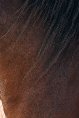 Zengin kahverengi at kürkü ve dalgalı koyu yelesi, doğal desenli arka plan zarif bir hareket ve organik sıcaklık.