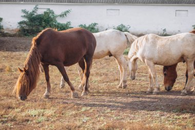 Bir grup evcil at, arka planda bir ahır ve kırsal bir çiftlik ortamında kuru ot yiyorlar.